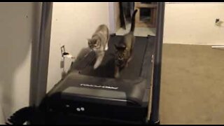 Gatos fitness! Estes felinos adoram correr na esteira