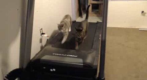 Gatos fitness! Estes felinos adoram correr na esteira