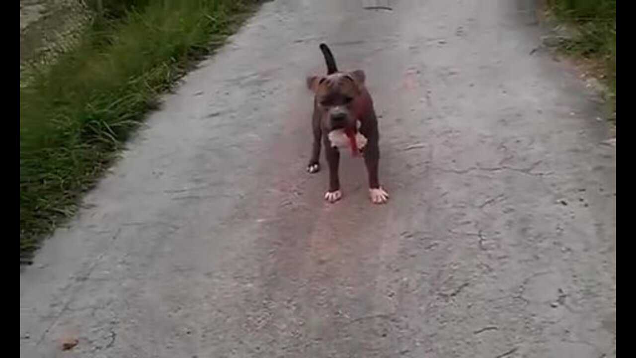 pitbull tries to attack man