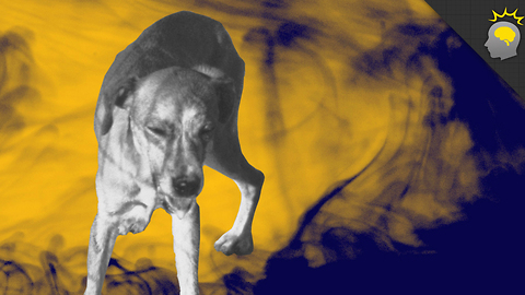 Stuff to Blow Your Mind: The Horrible Truth About Rabies - Epic Science