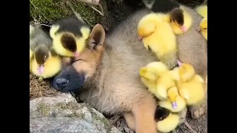 Puppy thinks he's one of them...🐶🐾🐥🐤🐥🥰 #shorts