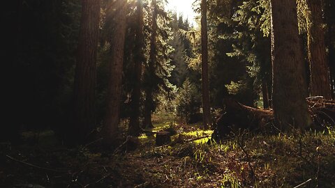 Whispers of the Woods: Unraveling Nature's Secrets