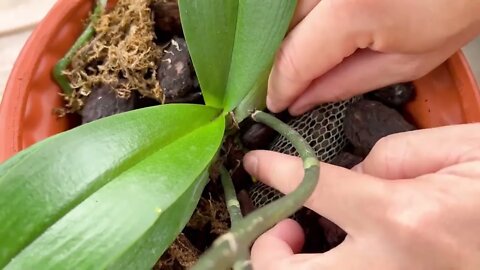 How to make and take care orchids at home