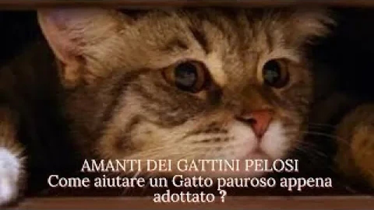 Come aiutare un Gatto pauroso appena adottato ?