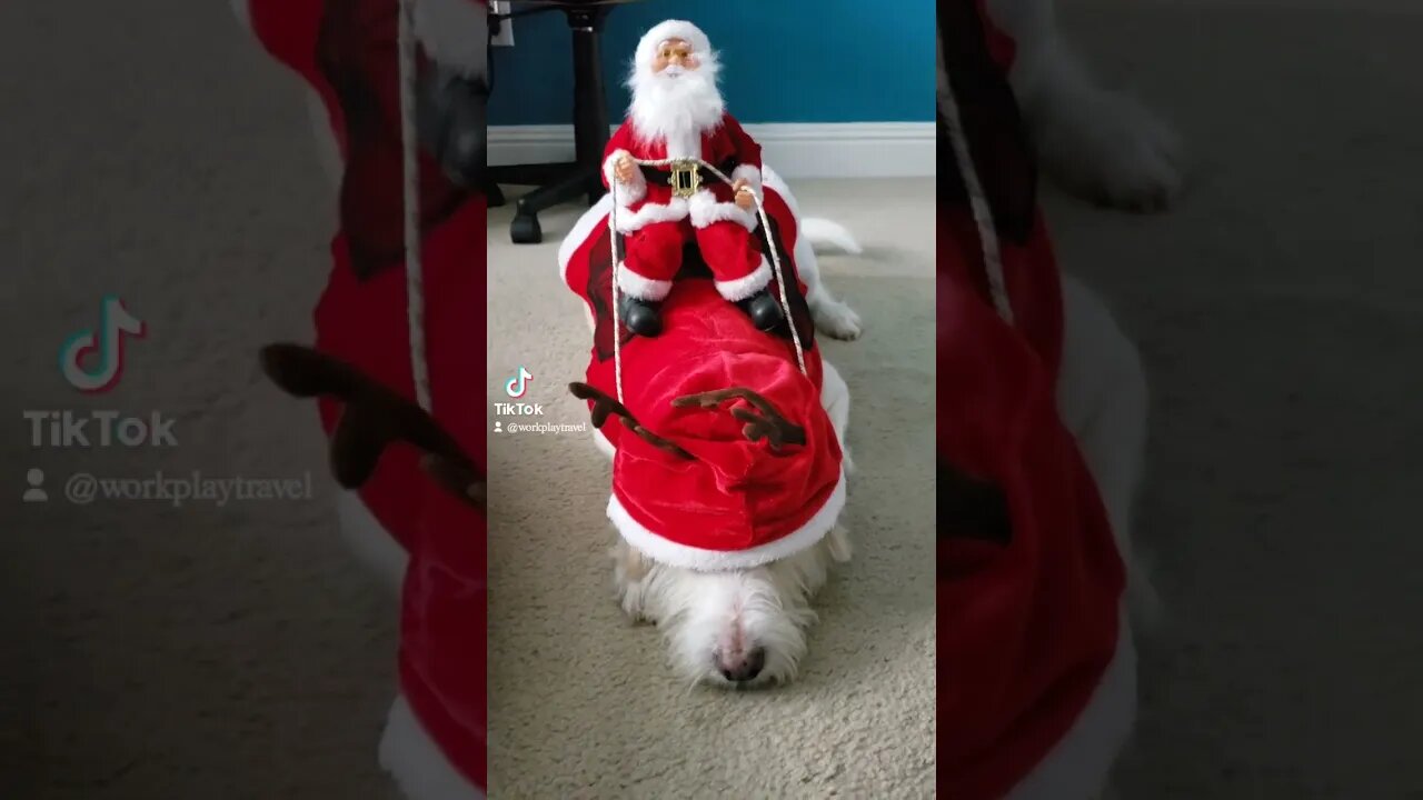 When your dog is a reeindeer and too lazy to help Santa🐶😂🤣 #work #play #shorts#reeindeer #santa
