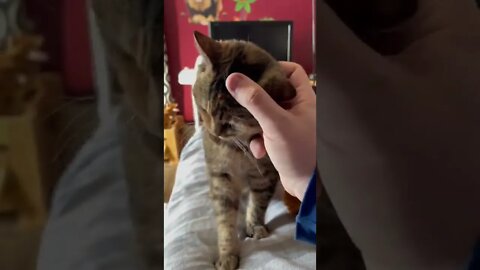 Sorry for Lack of #short videos…So Here’s a #cat Video Instead!