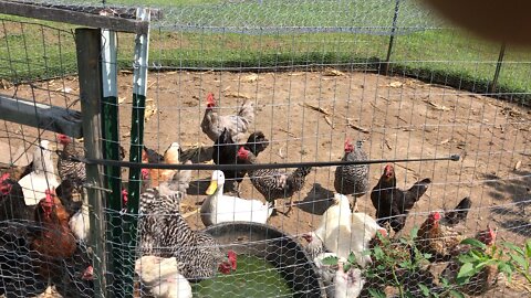 Feeding The Chickens and Duck