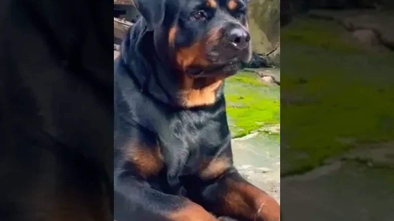 Rottweiler Guard Dog #shorts #rottweiler #guarddog #trending #viral #doglover #pets #dog