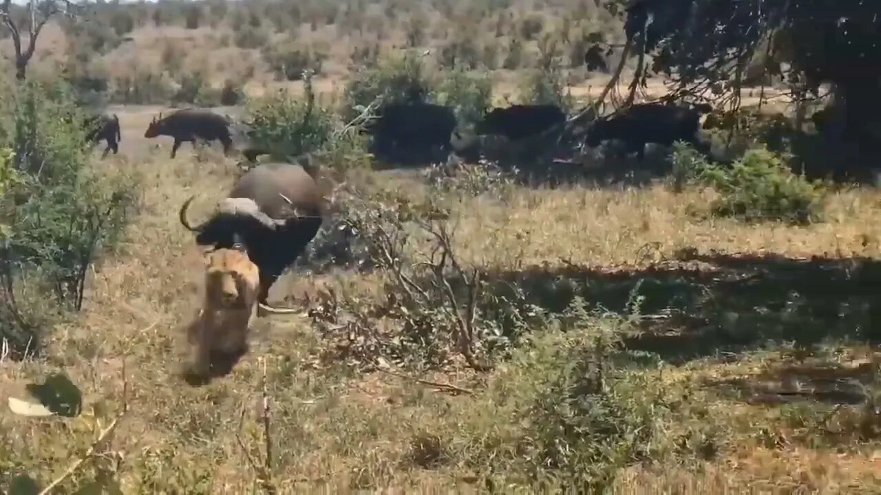 Tiger 🐅🐆vs wild animals