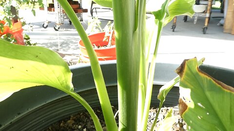 CONTAINER GARDEN (Turmeric and Ginger)