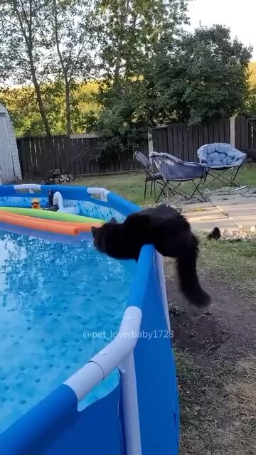 Hilarious cat Vids 😭🤣 PART #32