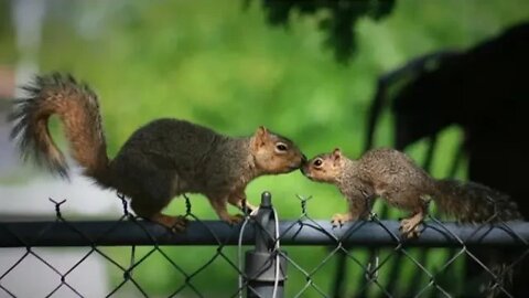 Short Live Just , Well, Why Not