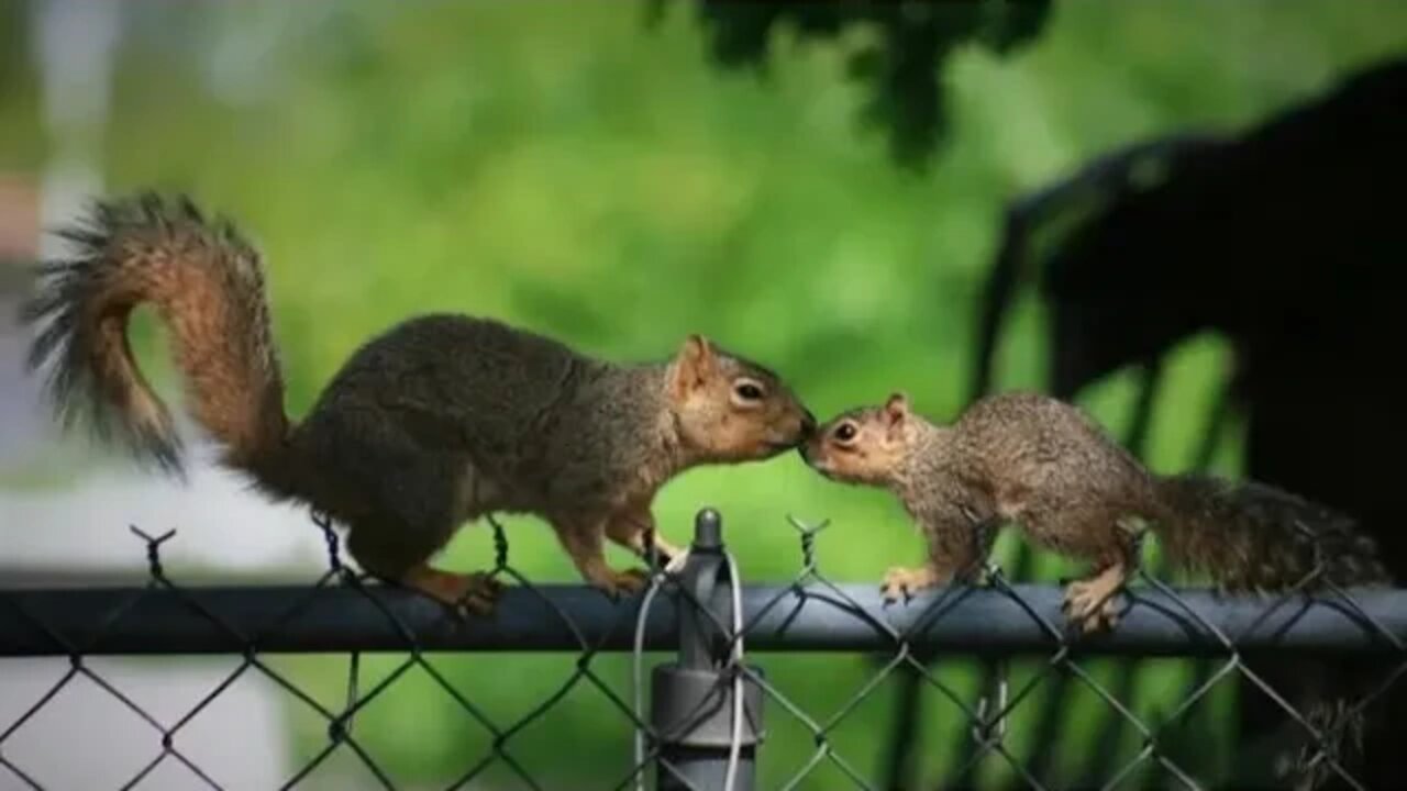 Short Live Just , Well, Why Not