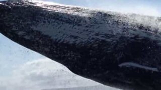 Balena salta dall'acqua vicinissimo alla barca