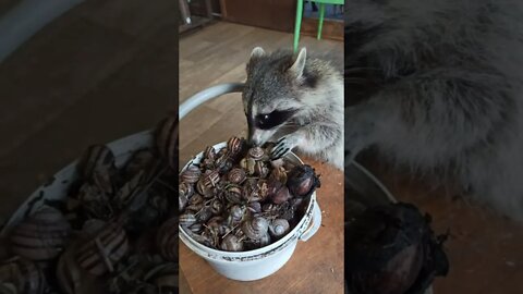 #shorts Смешные Еноты Из Тик Ток 40 Funny Tik Tok Raccoons
