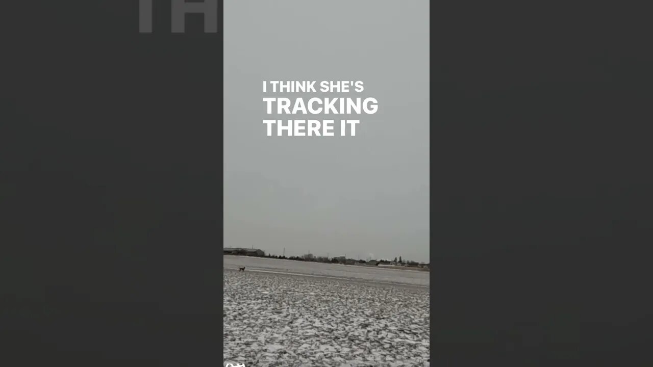 Super FAR Goose Recovery - .75 Miles from the Blind