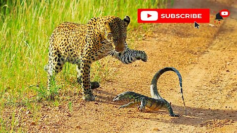 Leopard And Lizard Fighting In The Jungle | Leopard VS Lizard | Animal's Galaxy Video