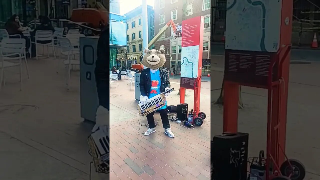 Keytar Bear of Boston Massachusetts. The Bear that rocks Harvard.#entertainment #shorts