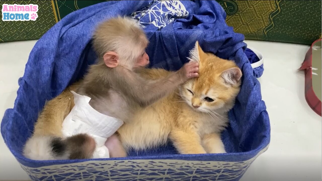 cat and monkey are playing togather how sweet..