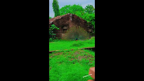 GREEN NATURE || peacock || in a forest