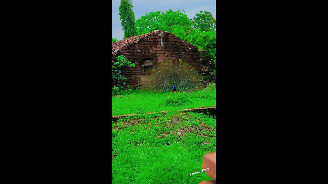 GREEN NATURE || peacock || in a forest