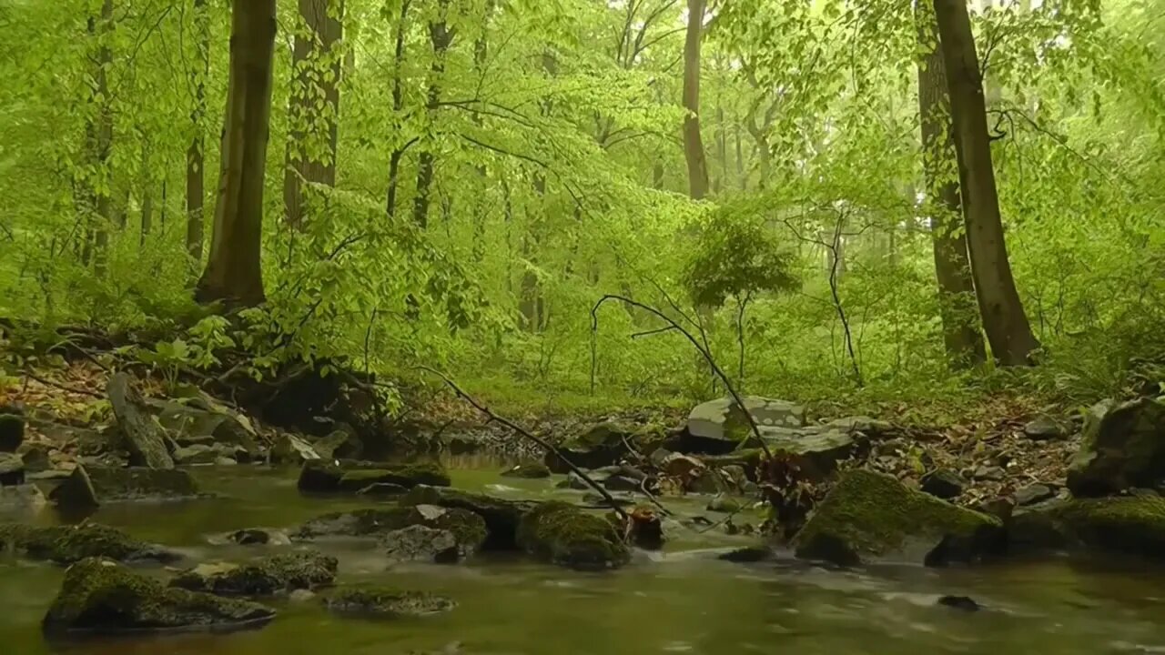 Música Relaxante - Acalmar a Mente e Relaxar