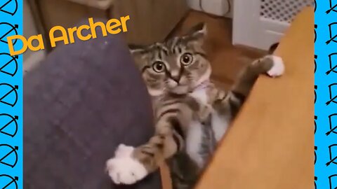 Amazing Dumb Cat Compilation | Da Archer