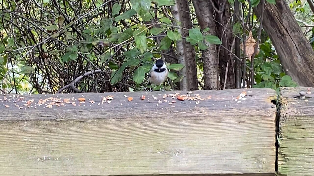 Chickadees James Gardens Toronto Ontario