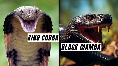 King Cobra Vs Black Mamba