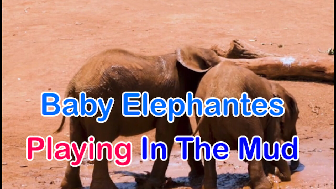 Baby Elephantes Playing In The Mud