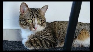 Cat Photography