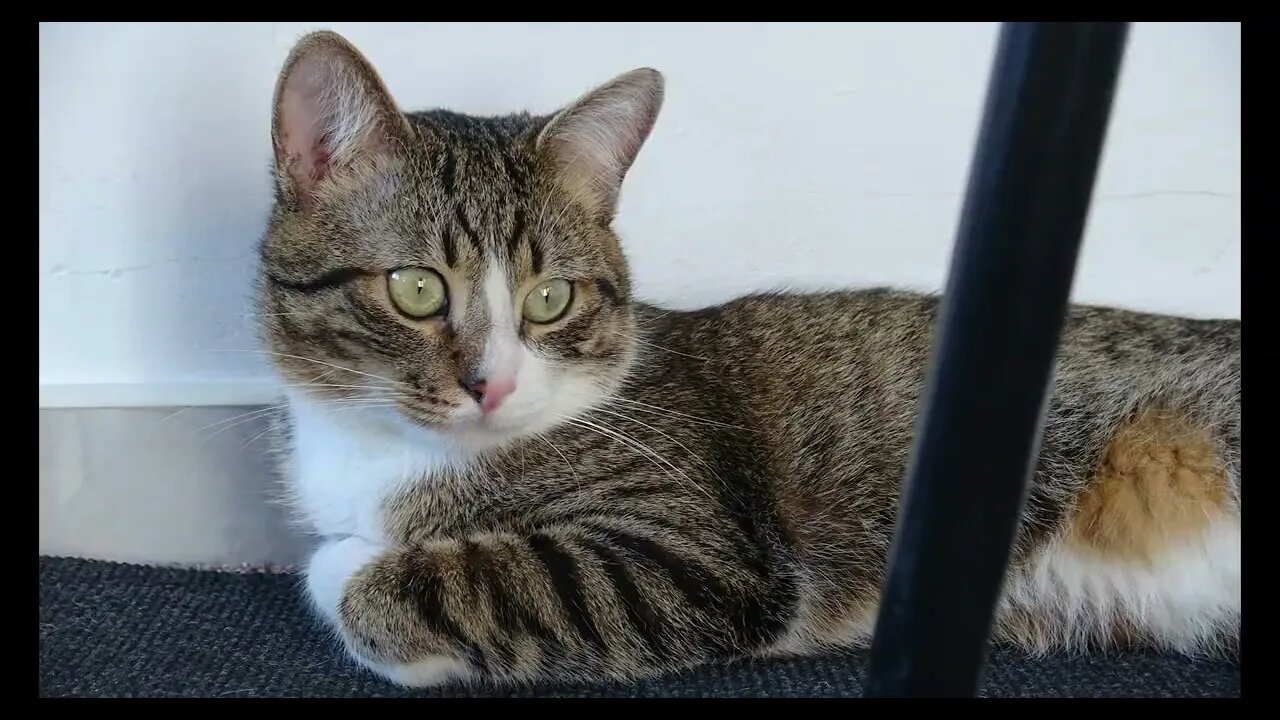 Cat Photography