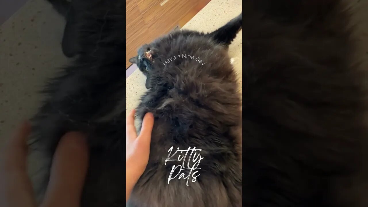 Kitty pats