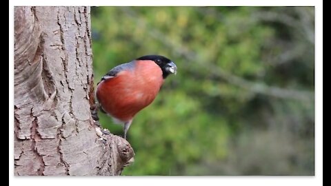 Male Bullfinch Corner