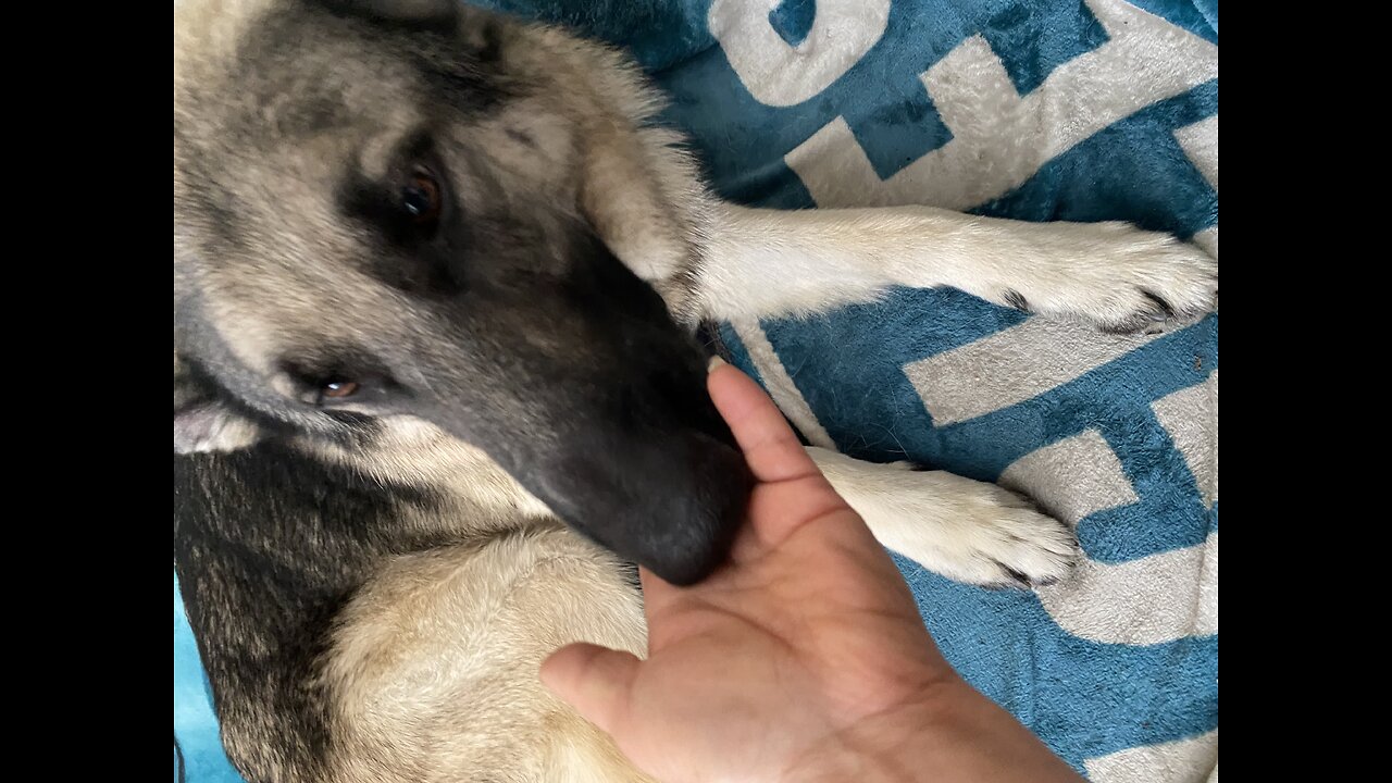 Rex is ready to Rumble !!!