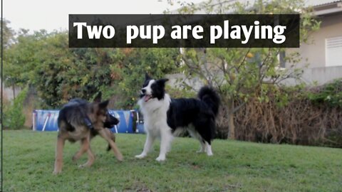 Two Guilt pup are playing. Cute dog video , entertainment
