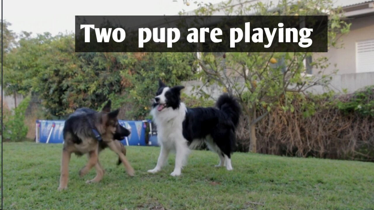 Two Guilt pup are playing. Cute dog video , entertainment