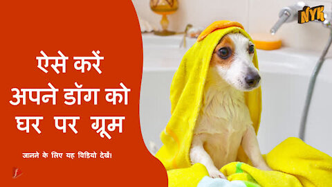 अपने pet डॉग को घर पर ग्रूम करने के लिए टॉप 4 टिप्स