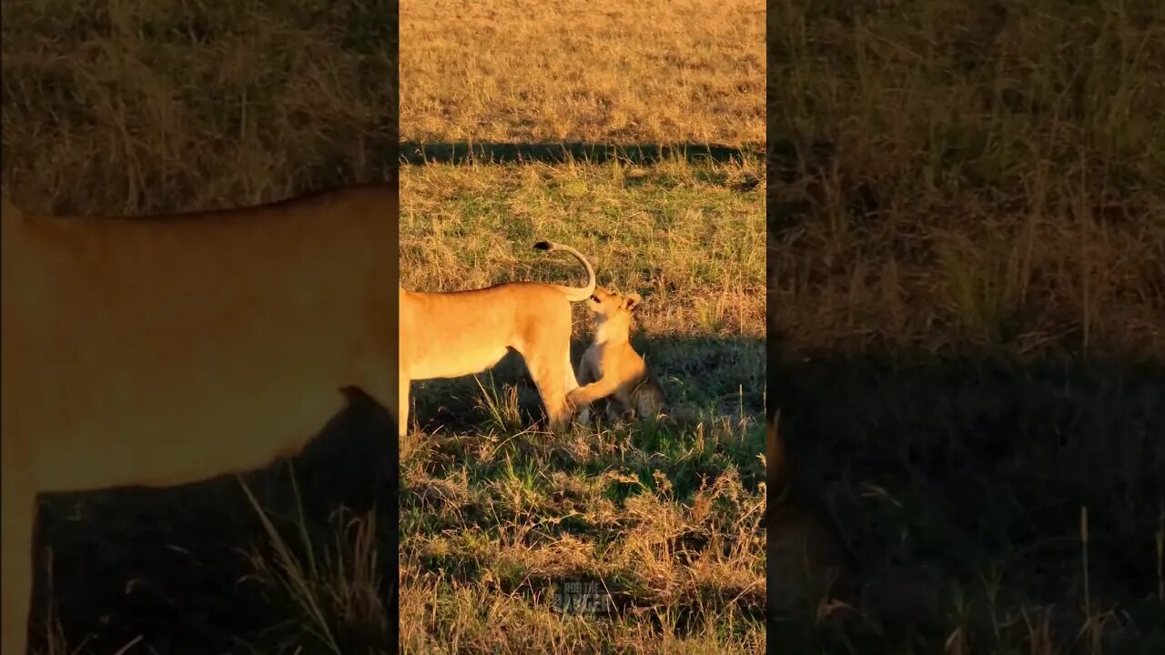 Tail Grabbing! #shorts | #ShortsAfrica