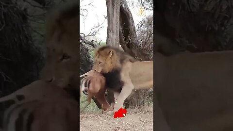 Leão captura impala - almoço garantido!!