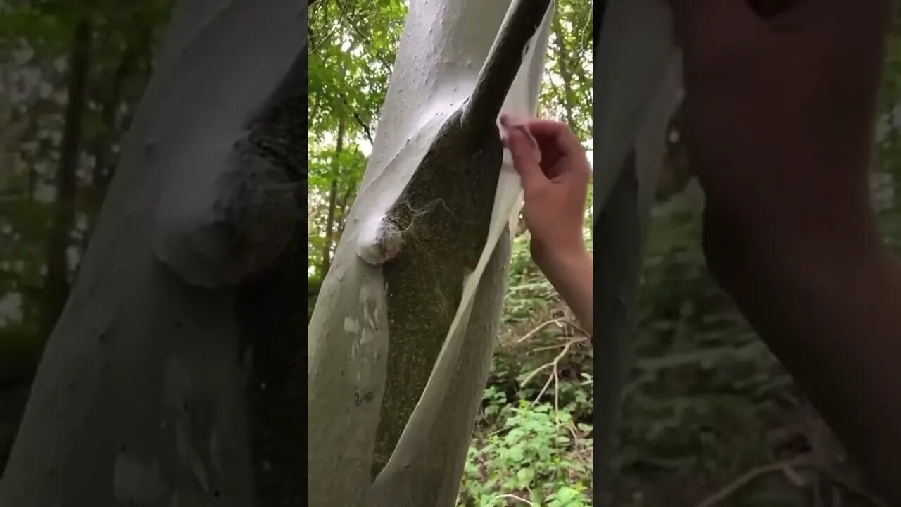 TREE COVERED BY WEB - spun by caterpillars #nature