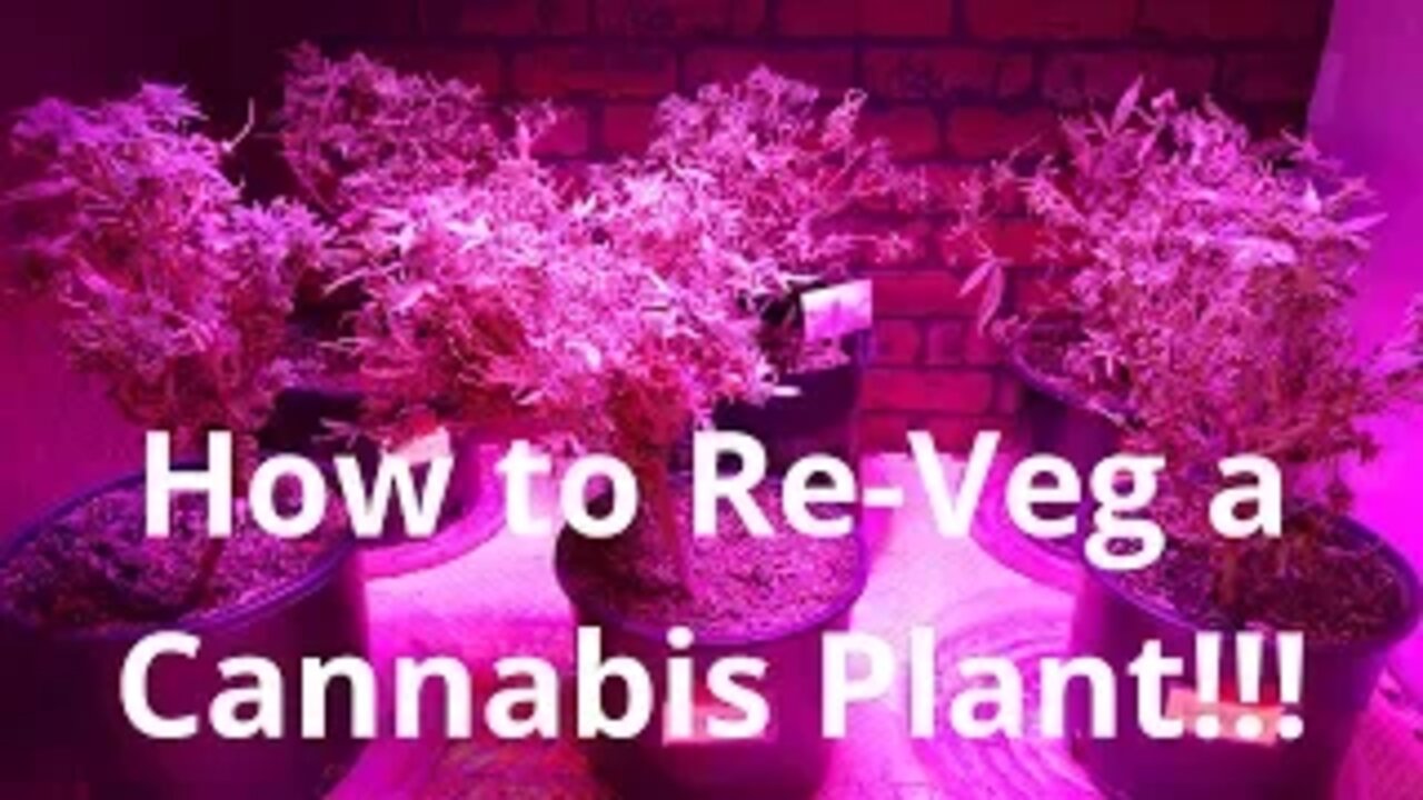 How To Re Veg A Cannabis Plant!