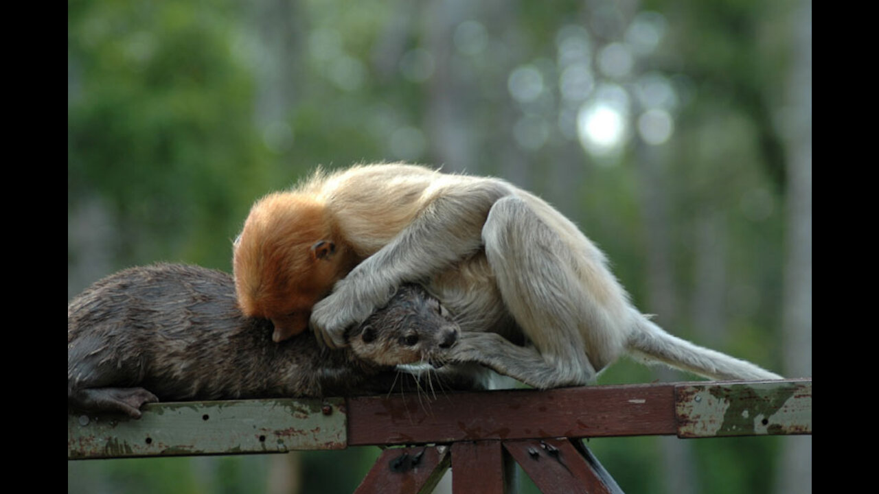 This Adorable Cute Monkey With Otter