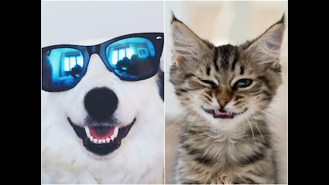 Cute Pets And Funny Animals Best Compilation