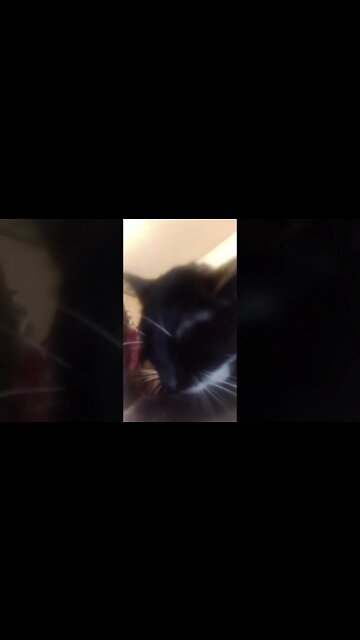 Bad to the kitty #shorts #shortsvideo #shortsfeed #catvideos #cat