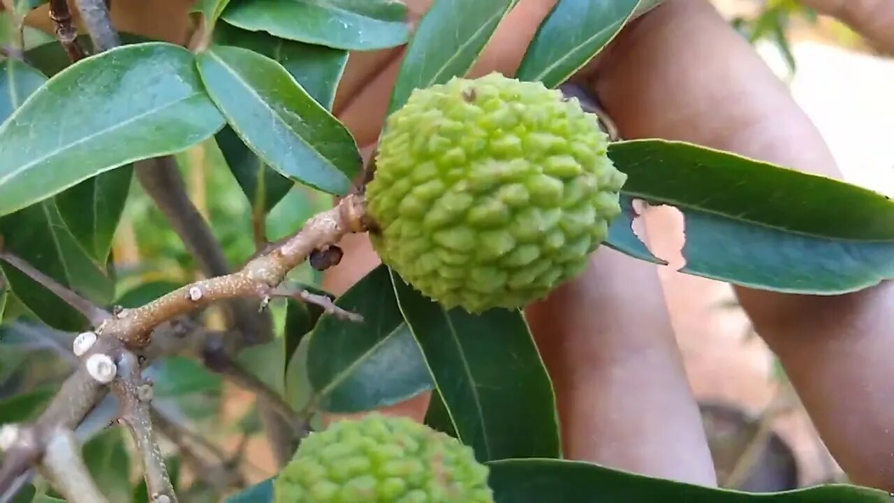 promoção de frutífera produzindo em vaso com parcelamento em 6 vezes sem juros válido até 25/11/2022