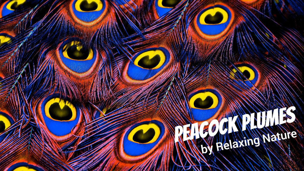 Peacock Plumes - 60 minutes of Beautiful, Relaxing Music for Study, Work, Meditation, Sleep