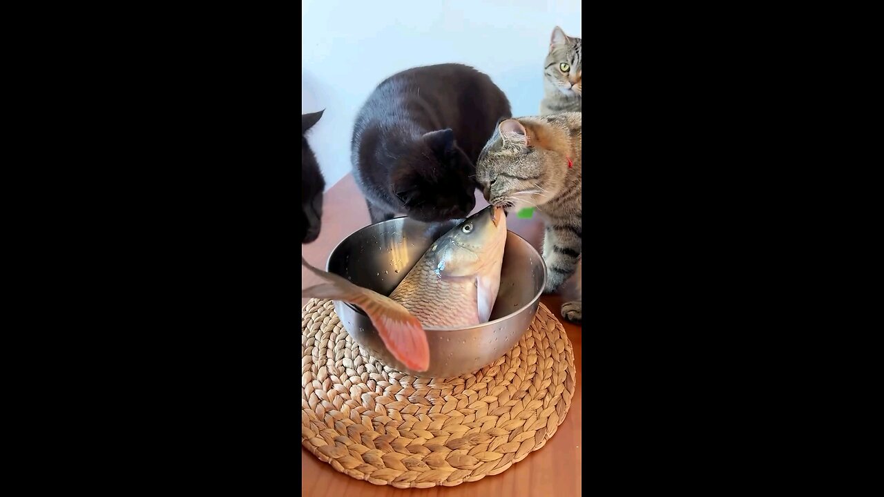 cat and fish funny video #cat #fish 🤣🤣🤣🤣#world #rumble 😁😁😁😁😁