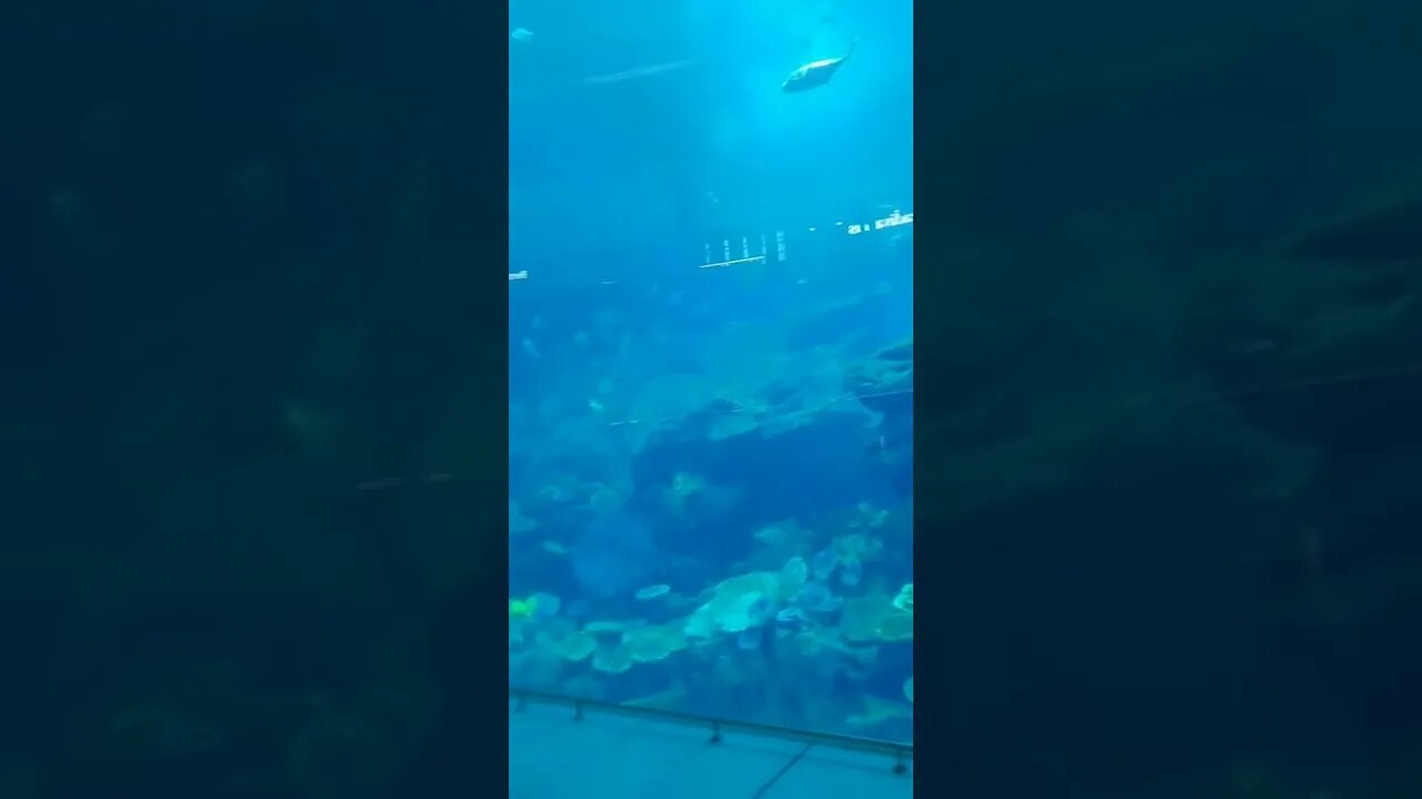 Dubai Mall Fish Aquarium