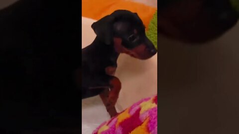 Funniest Cat and Dog Videos Compilation